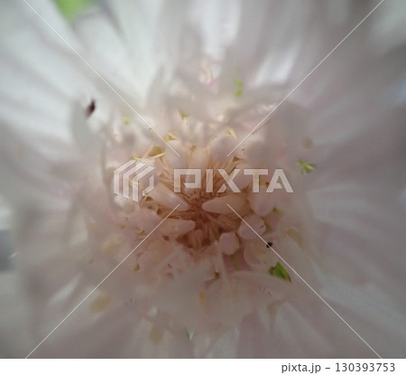 白い矢車菊 130393753