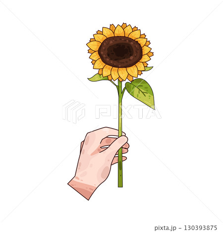 illustration of hand holding sunflower 130393875