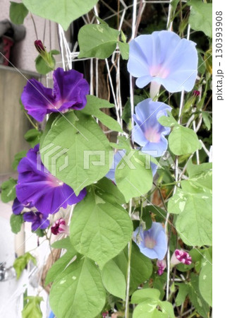 夏の庭の花「朝顔」あさがお:花壇の花:あさがお屋敷 夏の庭の花「朝顔」あさがお:花壇の花:あさがお屋敷 130393908
