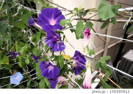 夏の庭の花「朝顔」あさがお：花壇の花：あさがお屋敷 130393912