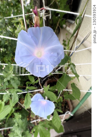 夏の庭の花「朝顔」あさがお:花壇の花:あさがお屋敷 夏の庭の花「朝顔」あさがお:花壇の花:あさがお屋敷 130393914