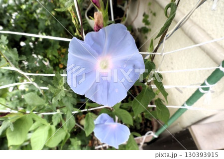 夏の庭の花「朝顔」あさがお:花壇の花:あさがお屋敷 夏の庭の花「朝顔」あさがお:花壇の花:あさがお屋敷 130393915