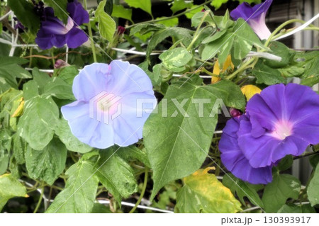 夏の庭の花「朝顔」あさがお:花壇の花:あさがお屋敷 夏の庭の花「朝顔」あさがお:花壇の花:あさがお屋敷 130393917