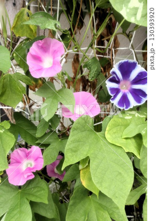 夏の庭の花「朝顔」あさがお:花壇の花:あさがお屋敷 夏の庭の花「朝顔」あさがお:花壇の花:あさがお屋敷 130393920