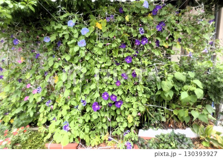 夏の庭の花「朝顔」あさがお:花壇の花:あさがお屋敷 夏の庭の花「朝顔」あさがお:花壇の花:あさがお屋敷 130393927