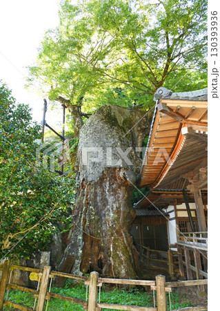 【北杜市 国指定天然記念物「根古屋神社の大ケヤキ(田木)」】 【北杜市 国指定天然記念物「根古屋神社の大ケヤキ(田木)」】 130393936