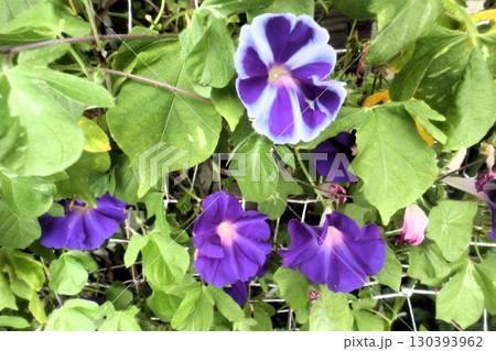 夏の庭の花「朝顔」あさがお：花壇の花：あさがお屋敷 130393962