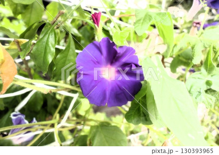 夏の庭の花「朝顔」あさがお：花壇の花：あさがお屋敷 130393965