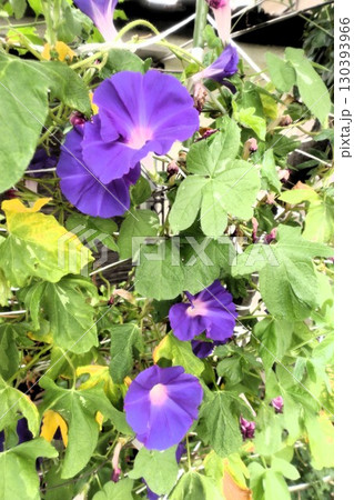 夏の庭の花「朝顔」あさがお：花壇の花：あさがお屋敷 130393966