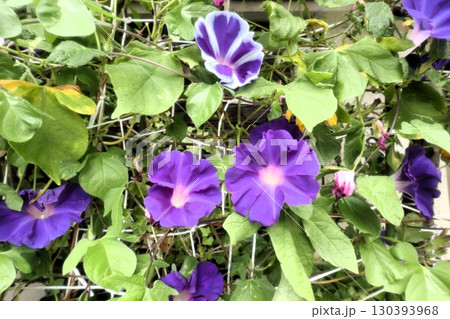 夏の庭の花「朝顔」あさがお：花壇の花：あさがお屋敷 130393968