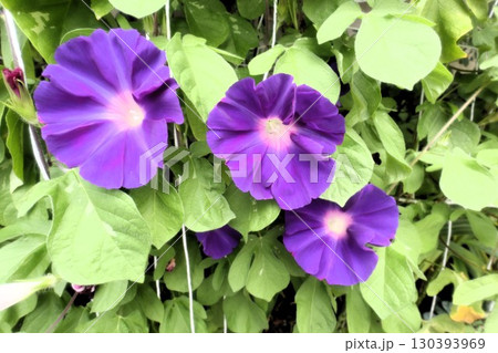 夏の庭の花「朝顔」あさがお：花壇の花：あさがお屋敷 130393969