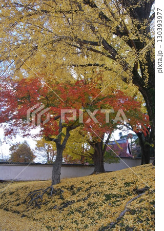 黄葉のイチョウの大木と落ち葉 130393977
