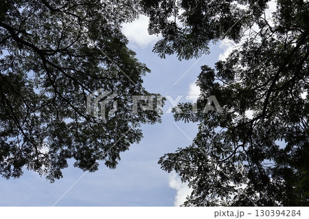 緑の葉の枝の大樹と青空と白い雲を見上げた風景 130394284