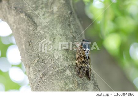 アブラゼミ 130394860