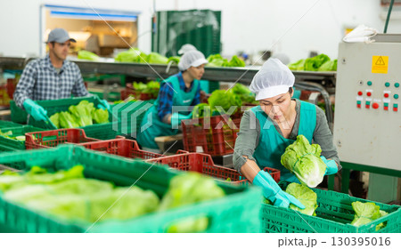 Woman in apron stacking lettuce in vegetable warehouse Woman in apron stacking lettuce in vegetable warehouse 130395016