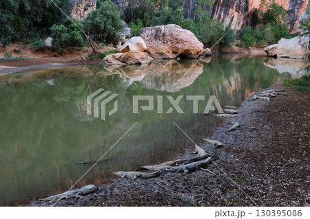 Freshwater crocodiles - Windjana Gorge 130395086
