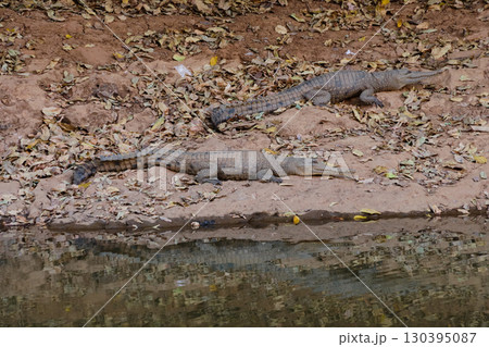 Freshwater crocodiles - Windjana Gorge 130395087