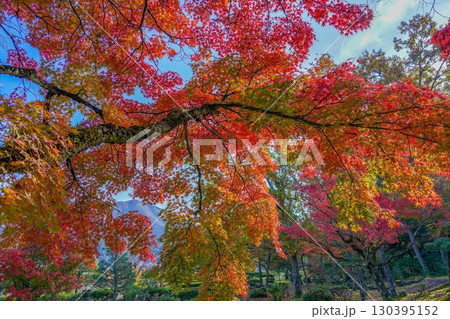 青空バックに見上げるカラフルなモミジの紅葉情景 130395152