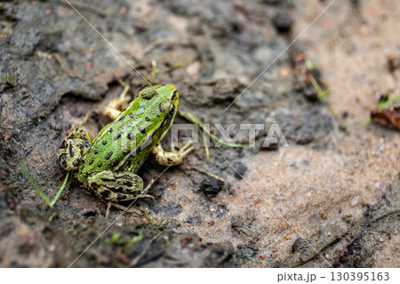 Green frog resting on wet forest ground after rain Green frog resting on wet forest ground after rain 130395163