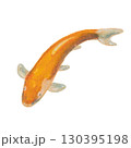 A carp fish. The oil pastel painting of Japanese Koi fish hand drawn illustration isolated on white background. 130395198