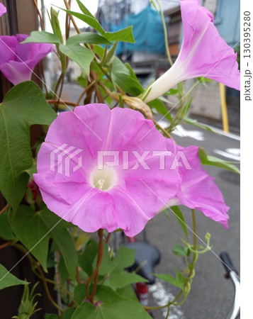 朝顔の花、薄いピンク色の朝顔 朝顔の花、薄いピンク色の朝顔 130395280
