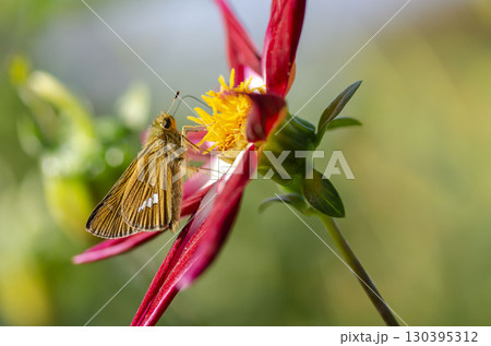 イチモンジセセリ 130395312