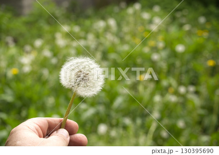 A person's hand gently holds a dandelion clock, ready to blow the fluffy seeds away. A person's hand gently holds a dandelion clock, ready to blow the fluffy seeds away. 130395690