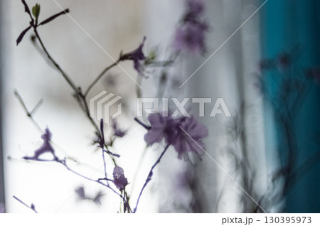 A branch of blooming wild rosemary against the background of a window. 130395973