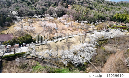 2025年_春桜満開【鏡山公園】撮影2025年4月_ドローン空撮_HKAGAPA_No06 130396104