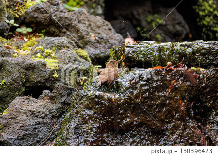 可愛いミソサザイ。森の泉で水浴びをしている。大洞の泉。山梨県南都留郡2025/5/11 130396423