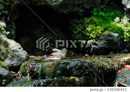可愛いキビタキ。森の泉で水浴びをしている。大洞の泉。山梨県南都留郡2025/5/11 可愛いキビタキ。森の泉で水浴びをしている。大洞の泉。山梨県南都留郡2025/5/11 130396453