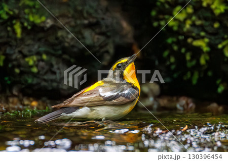 可愛いキビタキ。森の泉で水浴びをしている。大洞の泉。山梨県南都留郡2025/5/11 130396454