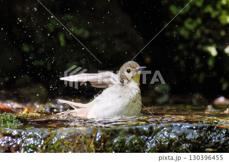 可愛いキビタキ。森の泉で水浴びをしている。大洞の泉。山梨県南都留郡2025/5/11 130396455