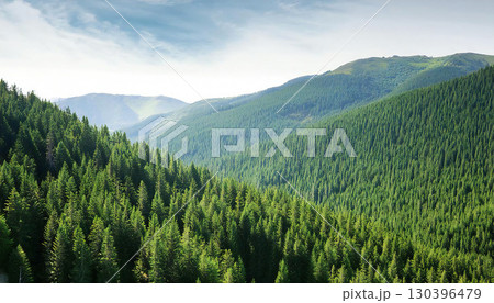 見晴らしの良い森の全景 見晴らしの良い森の全景 130396479