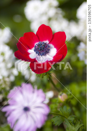 アネモネ アネモネ 130396705