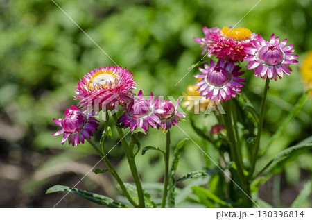 カイガラソウ カイガラソウ 130396814