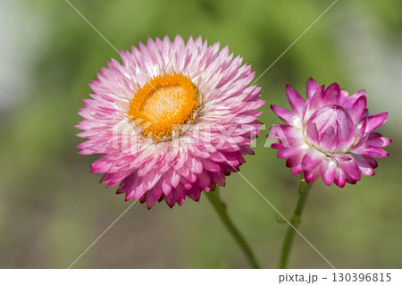 カイガラソウ 130396815