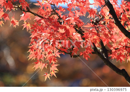 真っ赤に色づいた紅葉 真っ赤なかえで 紅葉 真っ赤に色づいた紅葉 真っ赤なかえで 紅葉 130396975