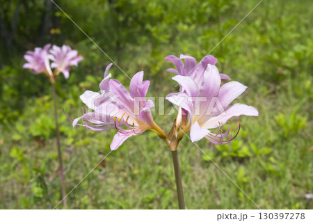 ナツズイセン 130397278