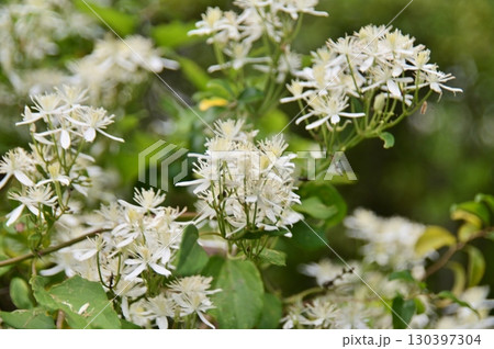 センニンソウの白い花 130397304