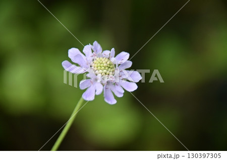 マツムシソウの花クローズアップ 130397305
