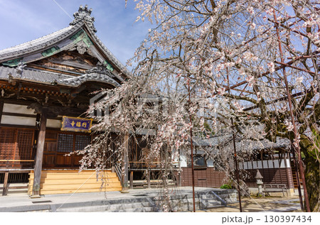 行福寺のしだれ桜 130397434