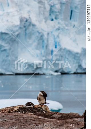 Gentoo Penguin colony on Cuverville island Gentoo Penguin colony on Cuverville island 130397516