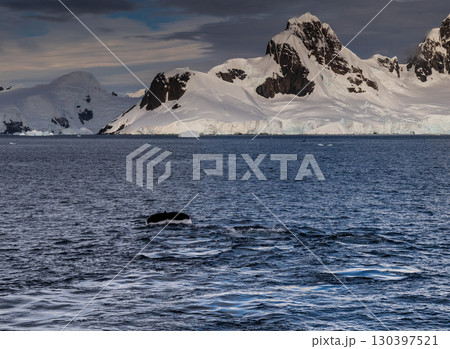 Antarctic landscape with diving humpback whales Antarctic landscape with diving humpback whales 130397521