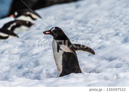 Close-up of a Gentoo Penguin on Trinity Island. Close-up of a Gentoo Penguin on Trinity Island. 130397522