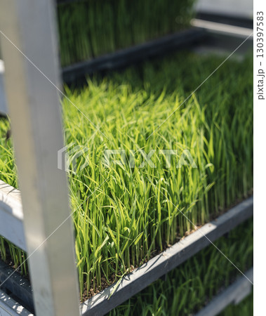 苗箱に育つ稲の苗 苗箱に育つ稲の苗 130397583