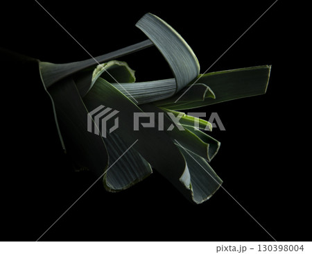 ポロネギ 130398004