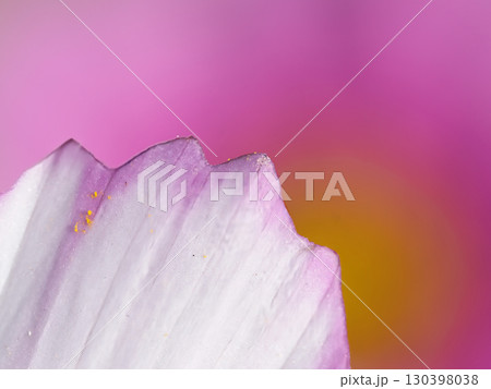 美しいコスモスの花びら 美しいコスモスの花びら 130398038