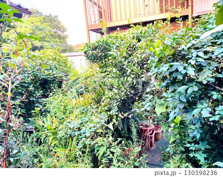 雑草が伸びてジャングル化した庭 雑草が伸びてジャングル化した庭 130398236