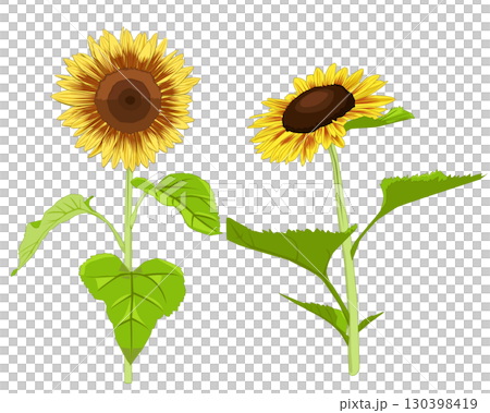 向日葵 向日葵 130398419